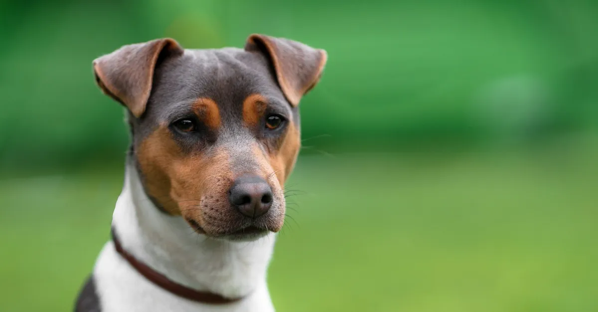 Brazilian Terrier